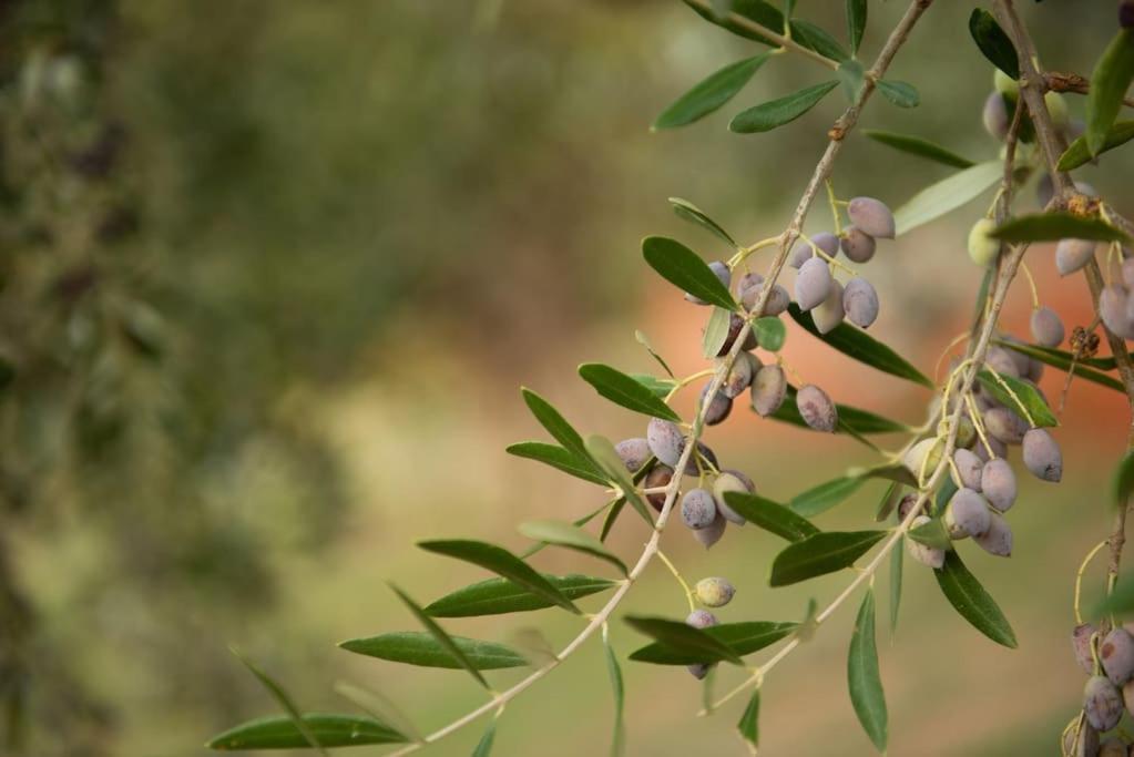 Όμορφο Παραθασυγκρότημα Ενοικιαζόμενων Καταλυμάτων Ως Ολόκληρος Χώρος - Chrani, Ελλάδαλάσσιο Διαμέρισμα Bagian luar foto
